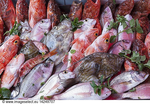 The fish market in Marsaxlogg Malta . Europe  Southern Europe  Malta  April