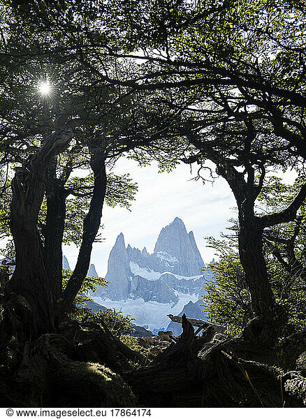 The Fitzroy massif framed by gnarled trees in forests of Los Gla