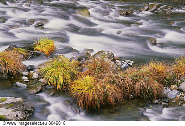 The flowing waters of Sweet Creek in Oregon. Autumn leaves on the water's surface.
