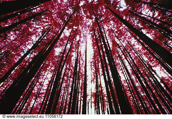 The forest canopy and evergreen trees viewed from the ground at Cascades national park  Washington.