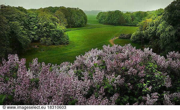The forest of the Royal Estate De Horsten is worth seeing and has been open to the public since 1845  when it was owned by the royal family. Here on 29.04.2018 in Wassenaar. Seingenberg (Lilac Hill)  NDL  Netherlands