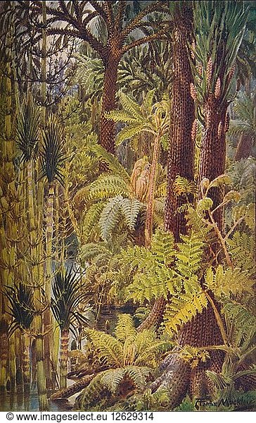 The gigantic vegetation of the Carboniferous Age  1907. Artist: Unknown.