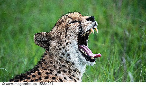 The head of a cheetah  Acinonyx jubatus jubatus  as it yawns  teeth and tongue showing  eyes closed