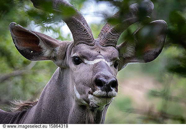 The head of a kudu  Tragelaphus strepsiceros  direct gaze  ears forward