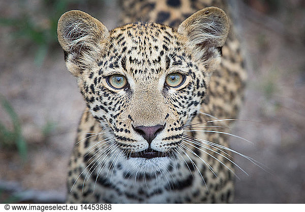 The head of a leopard cub  Panthera pardus  alert  yellow-green eyes  blurred background  spotted coat