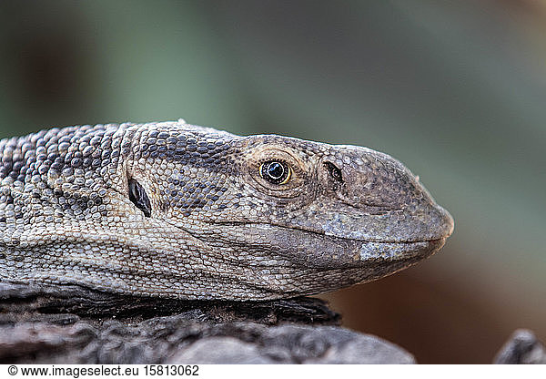 The head of a monitor lizard  Varanus niloticus  side profile