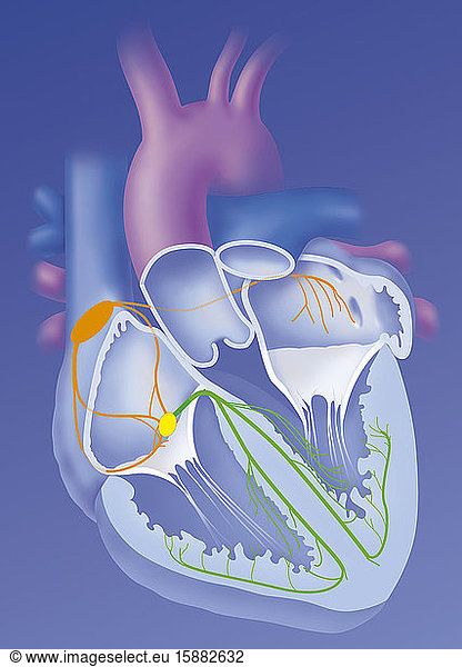 The Heart And Its Nerve Conduction The Heart And Its Nerve Conduction 