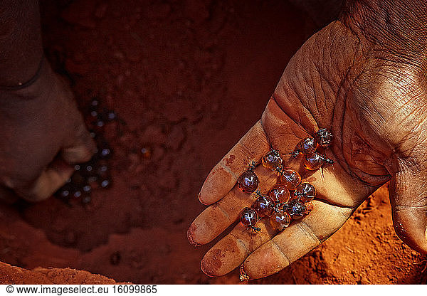 The Honey Ants Dream. 14 Repletes  the ?honey pots?  in the hand of an Aborigine woman. The repletes' chambers are often situated more than a meter deep and the only way of finding them is to locate the Melophotus bogati ants' discreet entrances at the foot of the mulga trees and then dig  following the tunnel which goes down vertically to more than one meter below ground. Northern Territory  Australia