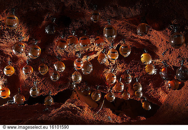 The Honey Ants Dream. The honeypot ants' chambers can generally be found more than one meter deep. They are connected to one of the entrances to the colony by a vertical tunnel that is dug out by the worker ants in very hard earth. Northern Territory  Australia