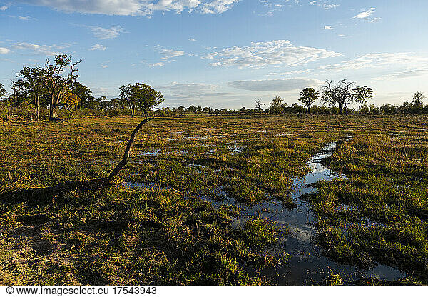 The inland delta landscape  shallow pools of water  wetlands of the Okavango Delta.