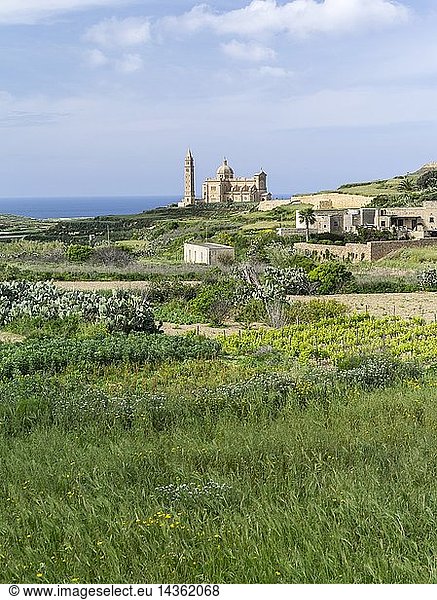 The island of Gozo in the maltese archipelago. Green fields with the pilgrimage church Ta Pinu in the background Europe  Southern Europe  Malta  April
