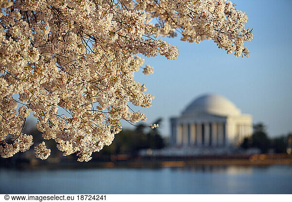 The Jefferson Memorial can be seen past cherry blossoms near the Tidal Basin of the Potomac River  in Washington DC in spring.