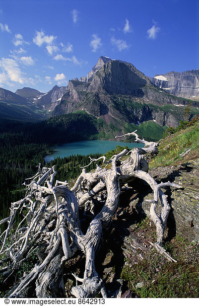 The landscape of Glacier National Park  over Grinnel Lake and the Grinnell Glacier. Mountains and snow. Dead tree trunk and branches.