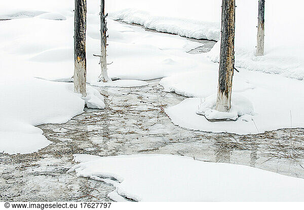 The landscape of Yellowstone national park in winter  a wide river  pine forests and trees in the ice.