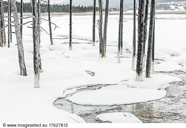The landscape of Yellowstone national park in winter  a wide river  pine forests and trees in the ice.