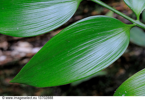 The large leaves (needles) of the conifer Nageia wallichiana in lowland ...