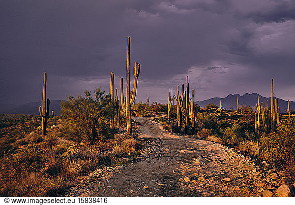 The last bit of sunlight illuminates saguaro cactus and a dirt trail.
