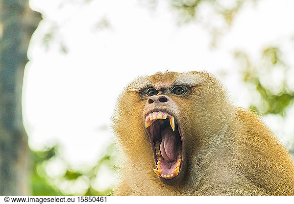 The Macaque Monkeys of Monkey Hill Phuket.