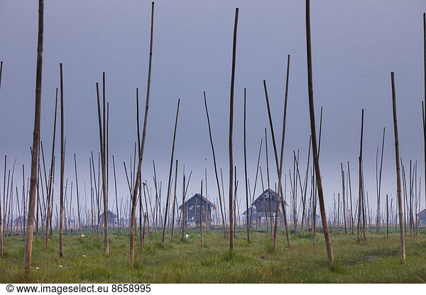 The marshes of Inle Lake  Myanmar. Small houses on stilts  and tall poles upright in the marsh landscape.