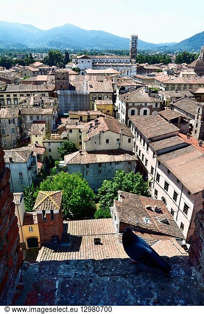 The medieval town of Lucca seen from the viewpoint on the top of Guinigi Tower. Lucca  Province of Lucca  Tuscany  Italy  Europe.