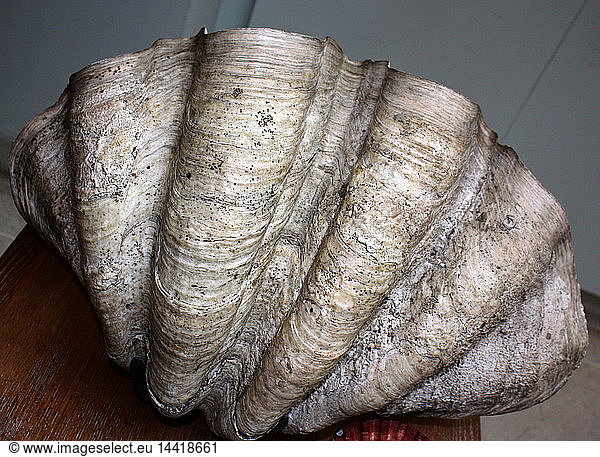 The Mollusc shell is typically an exoskeleton which encloses the animal in the Mollusca  which includes snails  clams  tusk shells and several other classes. The shells in some mollusc show in bands e.g. seasons  tides  bad winters and pollution.