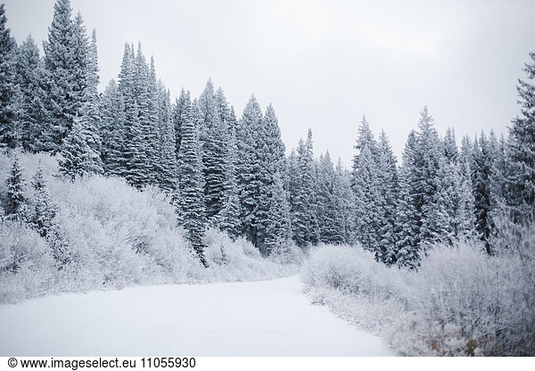 The mountains in winter  pine forests in snow.