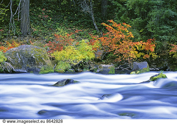The North Umpqua River flowing through the forest of vine maple trees.