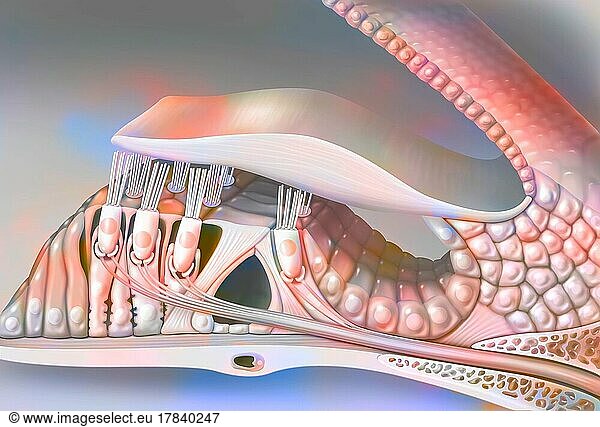 The organ of Corti (cut through a coil of the cochlea).