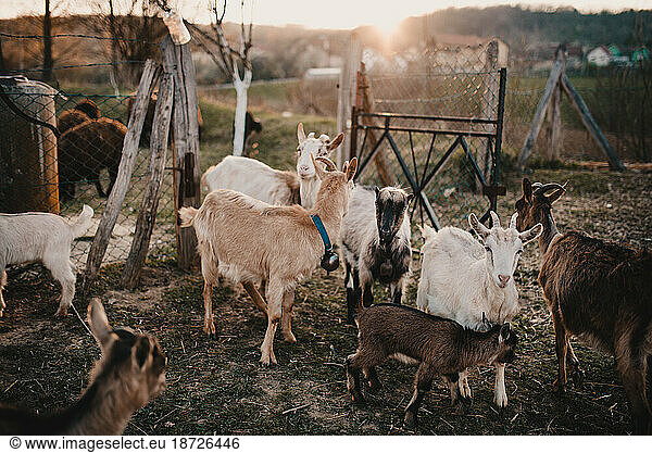 The organic goat farm.