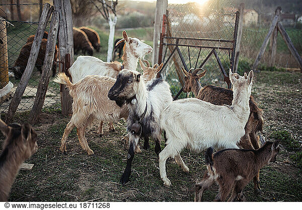The organic goat farm