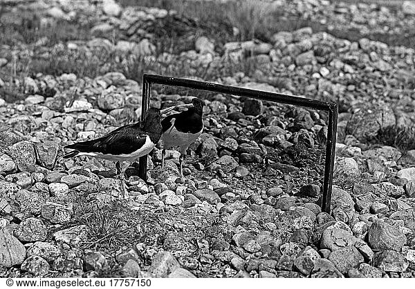The Oystercatcher looking at its reflection in the mirror  Loch Morlich Scotland  Photographed by Eric Hosking 1947