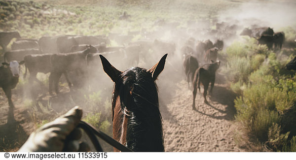 The perspective of a cowboy on horseback herding cattle in a dusty rural landscape.