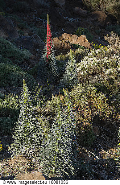 The Red Bugloss (Tajinaste Rojo in Spanish  Echium wildpretii) is an endemic plant from the Cañadas del Teide national Park