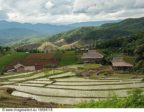 The rice field on the mountain