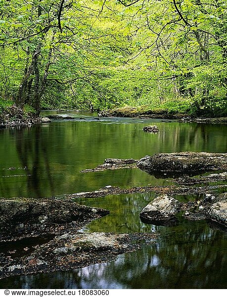 The River Teign flows through Hore Wood in Dartmoor National Park  Devon  England  United Kingdom in springtime