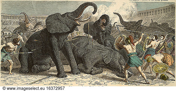 The Romans: Elephants are slain in the circus