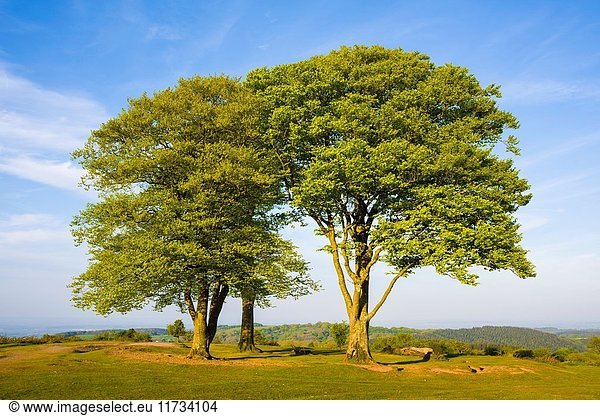 The Seven Sisters on Cothelstone Hill in the Quantock Hills Somerset England.