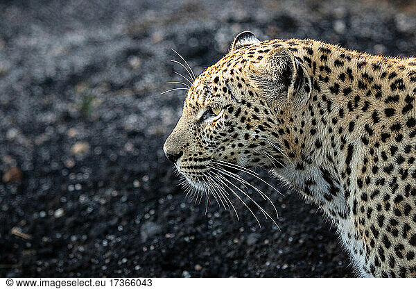 The side profile of a leopard  Panthera pardus against a dark background