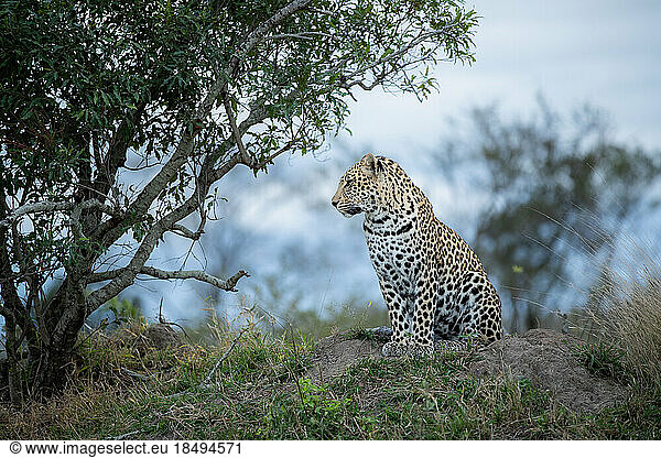 The side profile of a leopard  Panthera pardus  sitting on a mound.