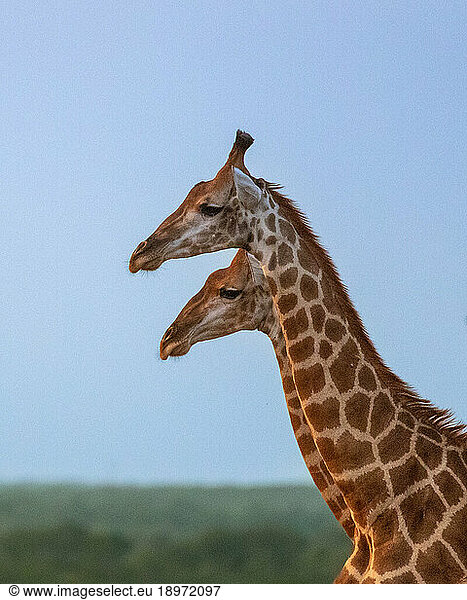The side profile of two giraffe  Giraffa  standing next to each other.