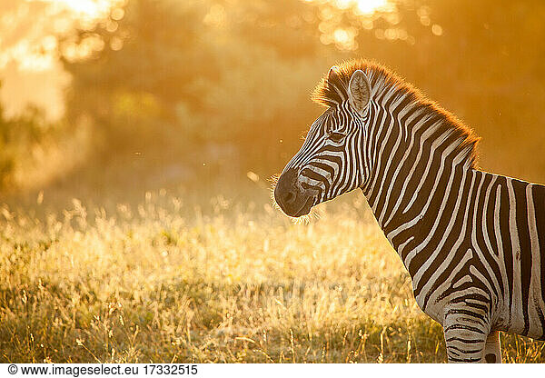 The side profile of zebra  Equus quagga  backlit by golden light