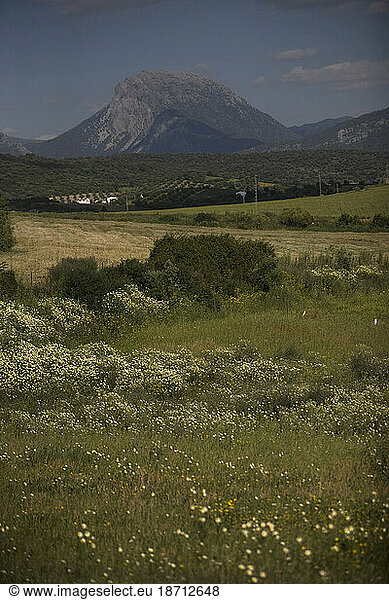 The Sierra el Pinar mountain backdrops the countryside in Prado del Rey  Cadiz province  Andalusia  Spain.