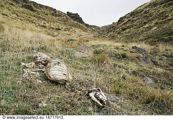 The skeleton of a sheep in the foothills of the Sierra Nevada outside the village of Capileira  Andalusia  Spain.