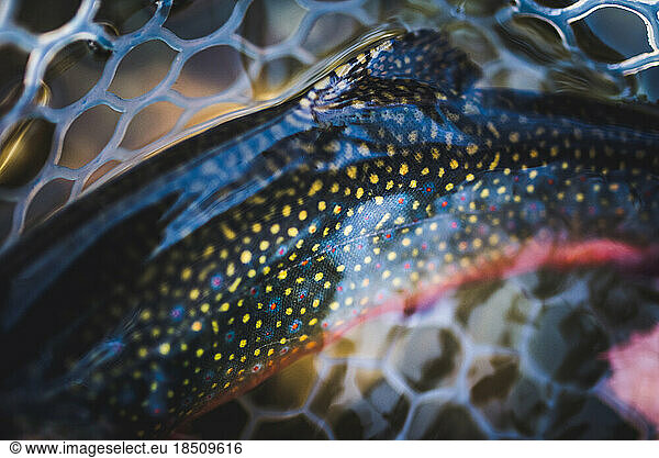 The spotted and colorful back of a Maine brook trout in the fall