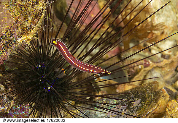 The Striped clingfish (Diademichthys lineatus) is also known as the Long-snout clingfish and Sea urchin clingfish; Philippines