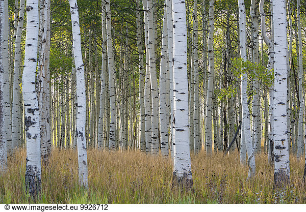 The tall straight trunks of trees in the forests with pale grey bark and green foliage.
