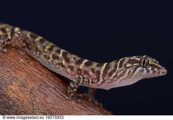 The tiny The tiny, dwarf gecko species, Island Least Gecko ...