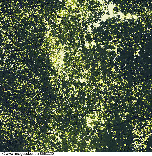 The tree canopy of big maple trees with lush green leaves  viewed from the ground.