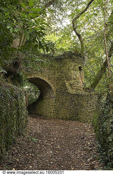 The tunnels in Yearnor Wood along the South West Coast Path in the Exmoor National Park near Porlock  Somerset  England.