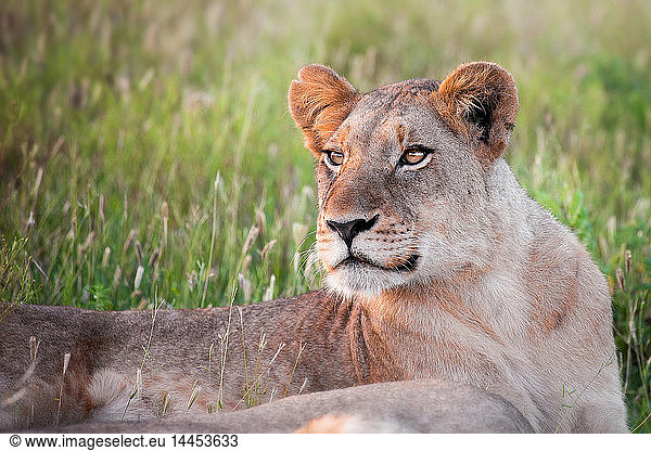 The upper body of a lioness  Panthera leo  lying in green grass  looking away
